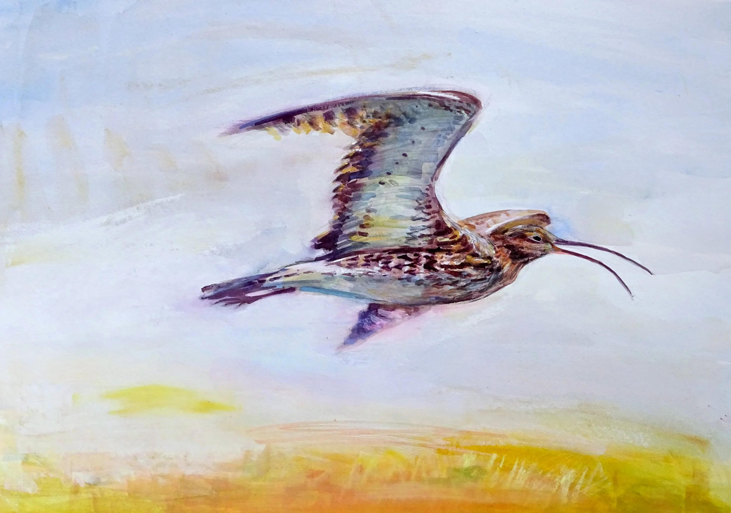 Curlew in Flight