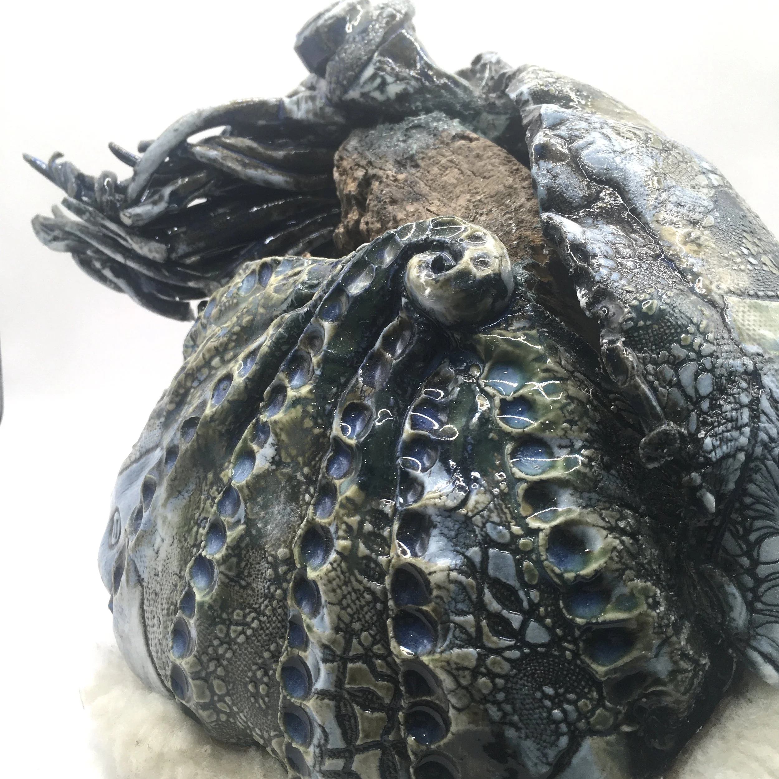 Nautilus