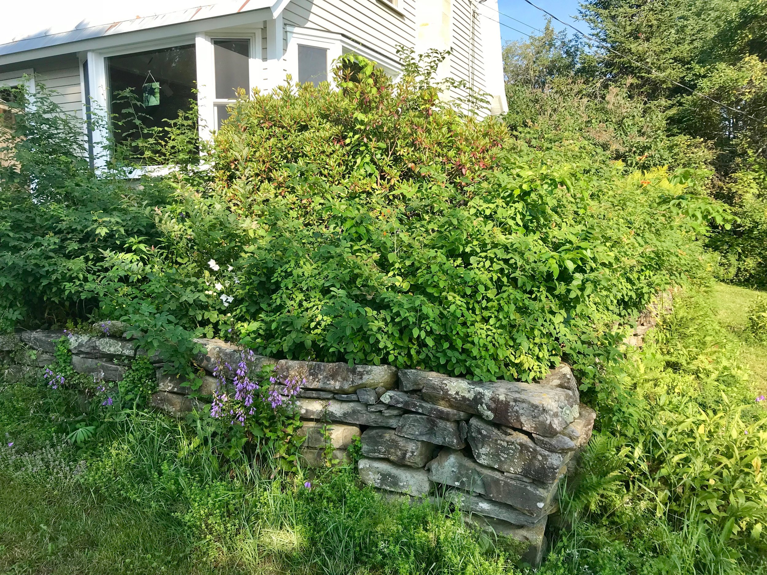 when-your-landscape-becomes-overgrown-sean-s-lawn-n-garden-services-llc