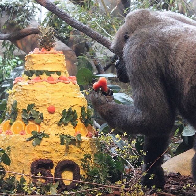 🦍Y&rsquo;all. I&rsquo;m going 🍌🍌 for this precious cake moment with Samantha who turned 50 last week! EVERYONE needs some cake in their lives!! 🦍