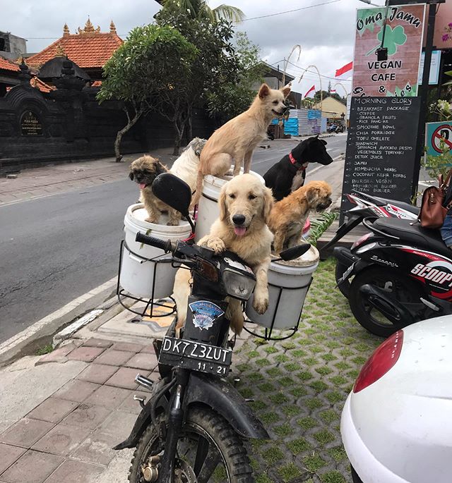 Not something you see everyday unless in Bali 🐶😭😍 also first stop has to be @omajamuvegan 🤩