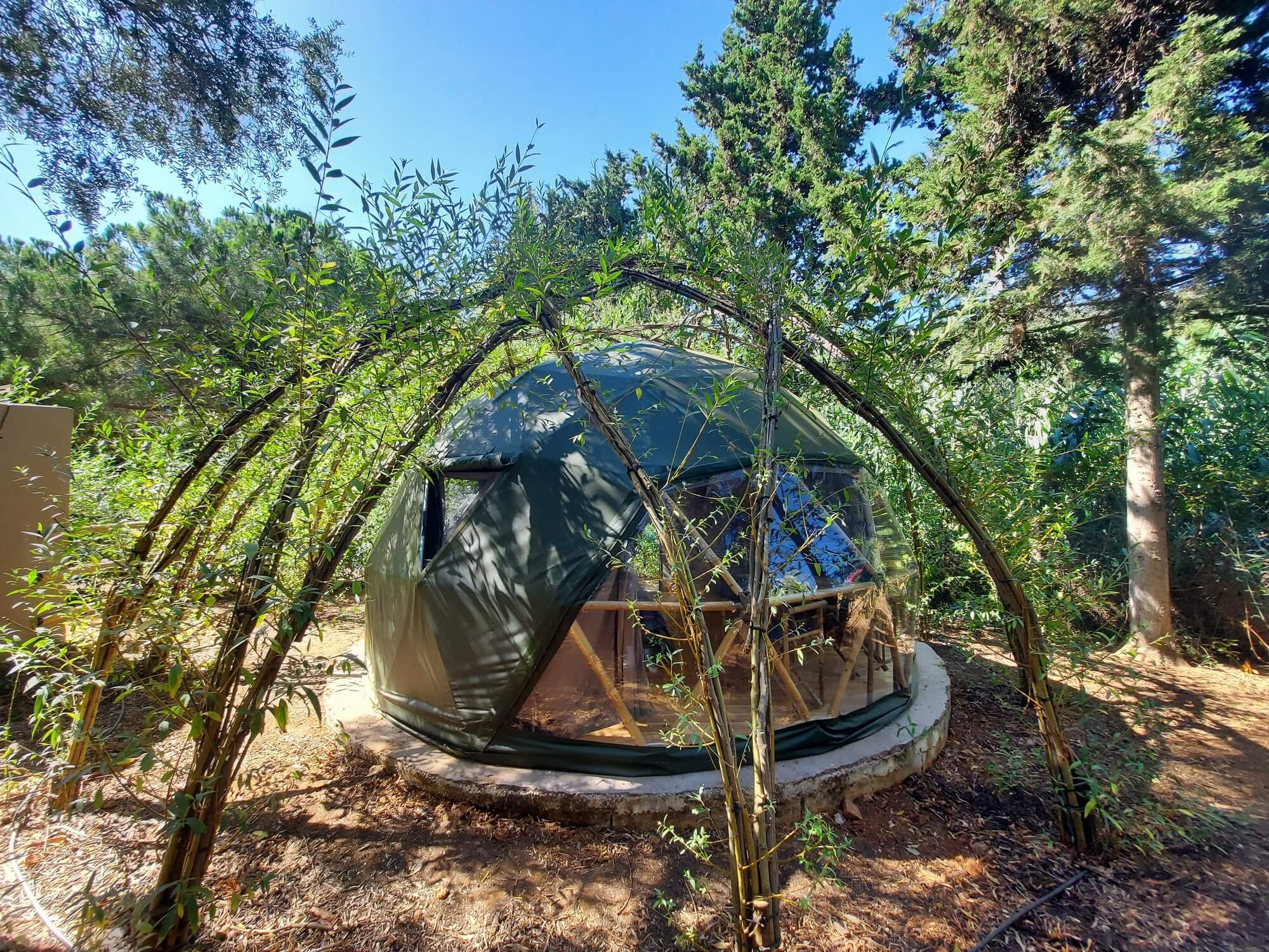 willow-tree-dome-11.jpg