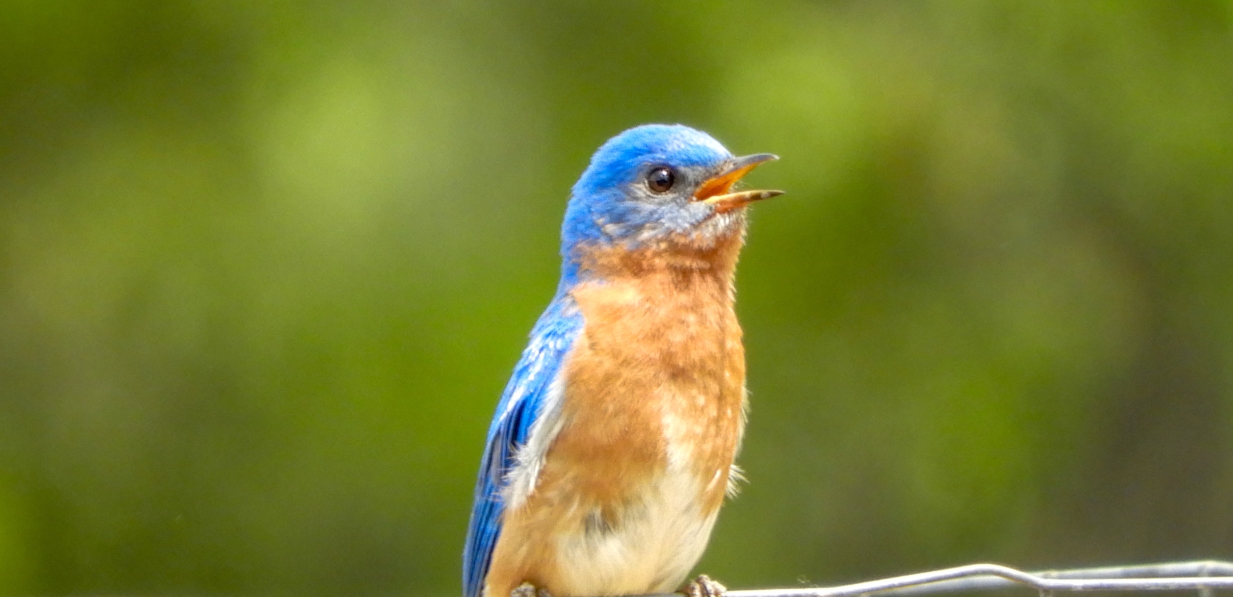 Backup Bluebird Webiste Banner.jpg