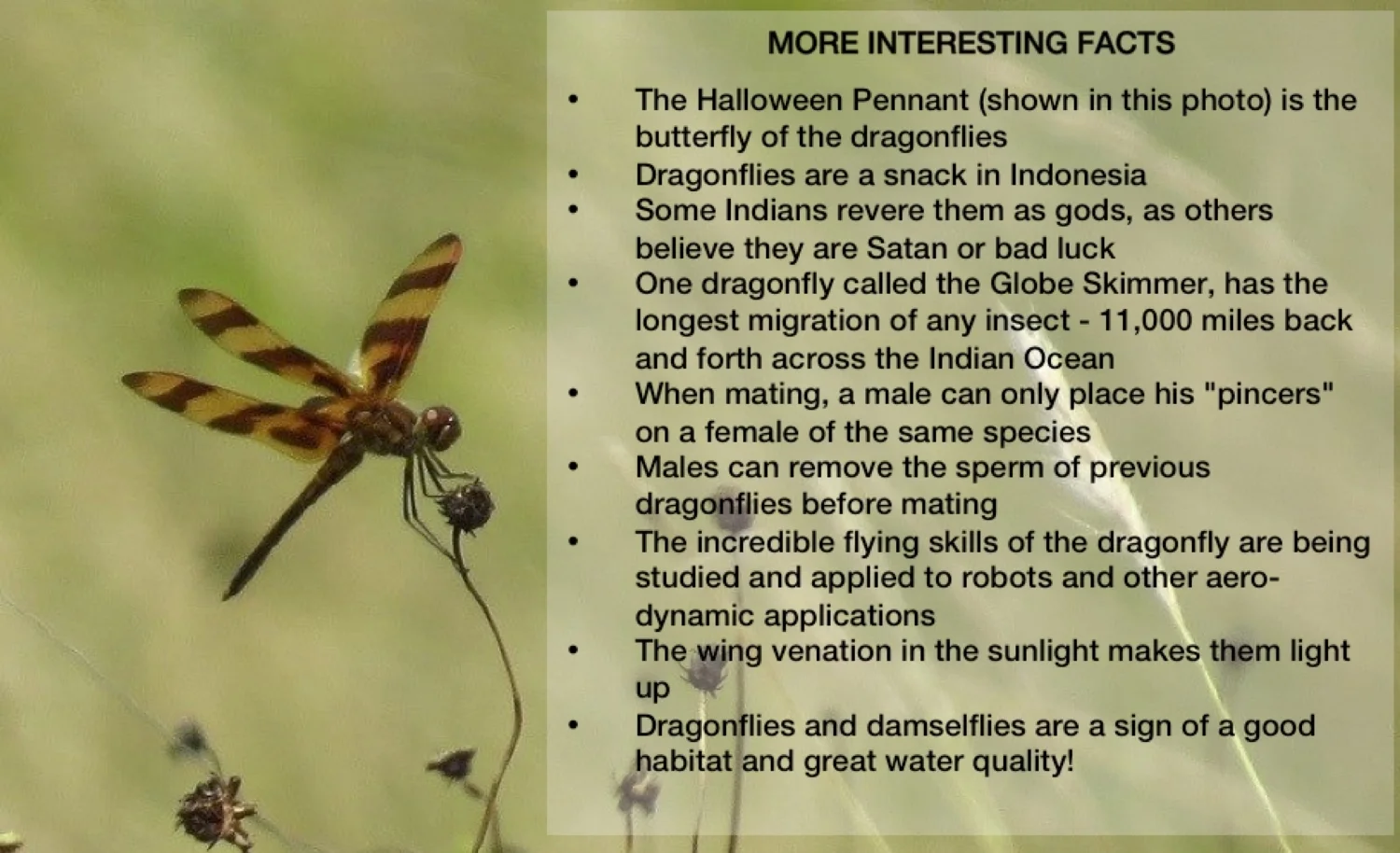 MORE INTERESTING FACTS_IMAGE.jpg