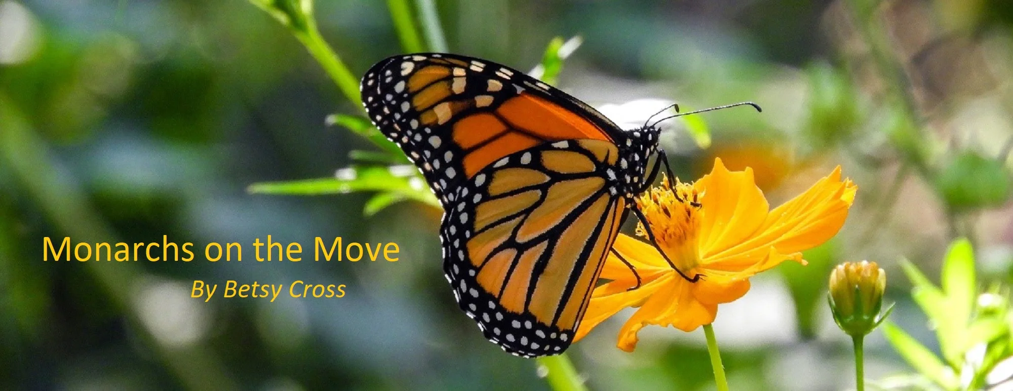 First Fall Monarch - Zilker Park - September 26, 2018