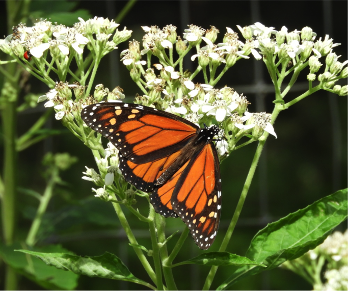 Male Monarch on Frostweed - October 25, 2018 – 2:15 PM