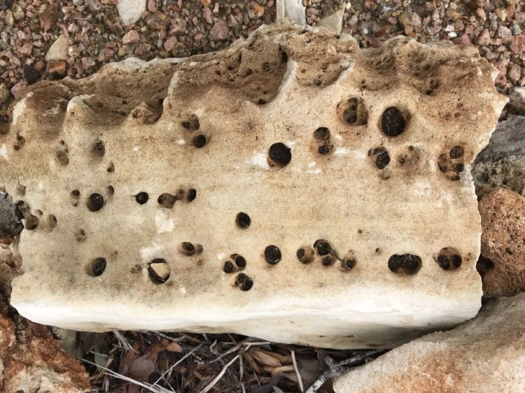 Honeycomb limestone