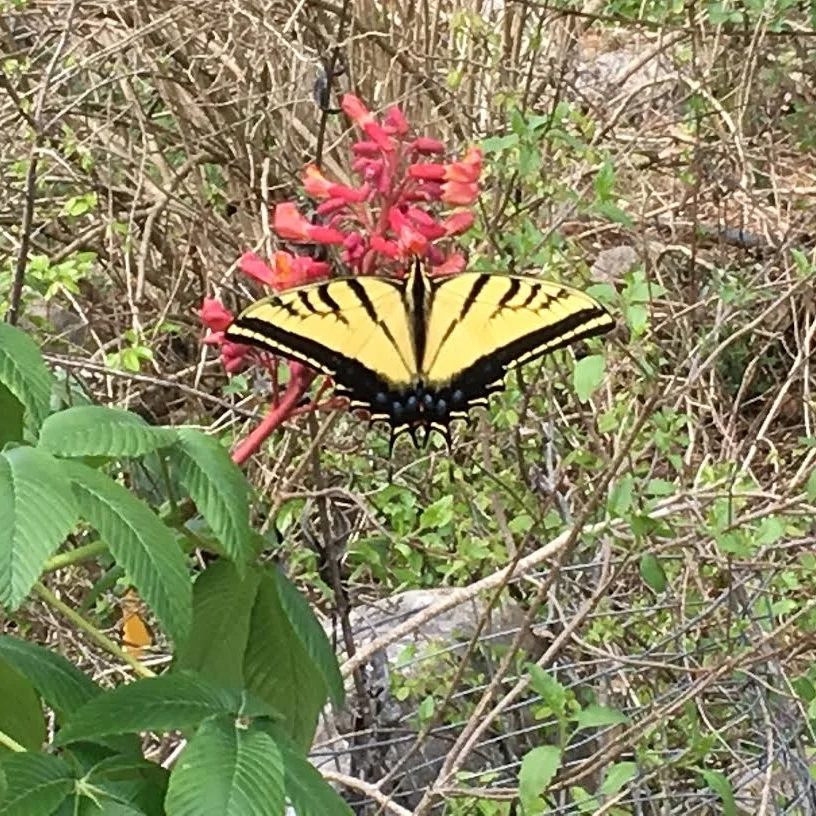 Scarlet Buckeye with Eastern Tiger swallowtail Butterfly. Photo by Donna Browning
