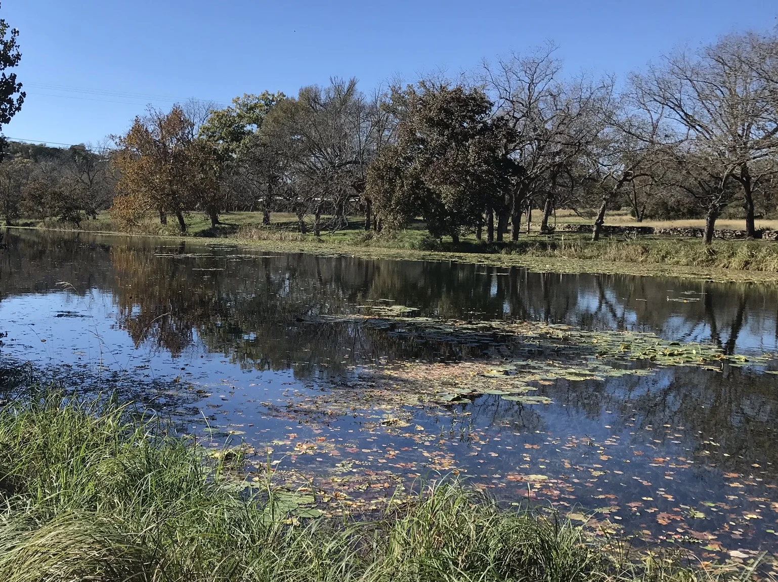 Cypress Creek