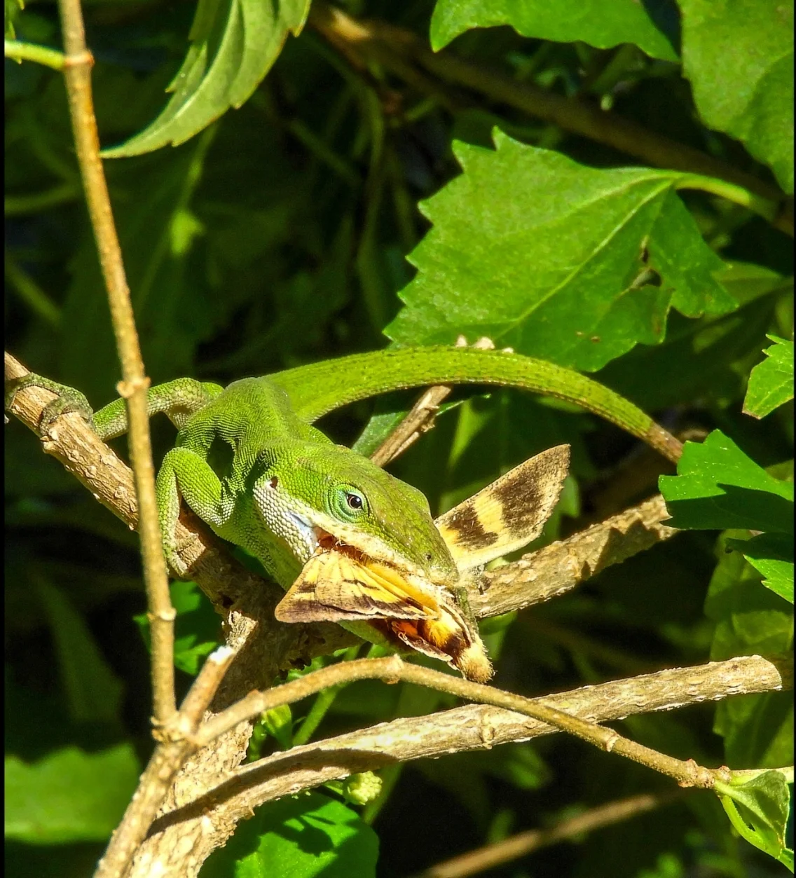DSCN9607.jpg