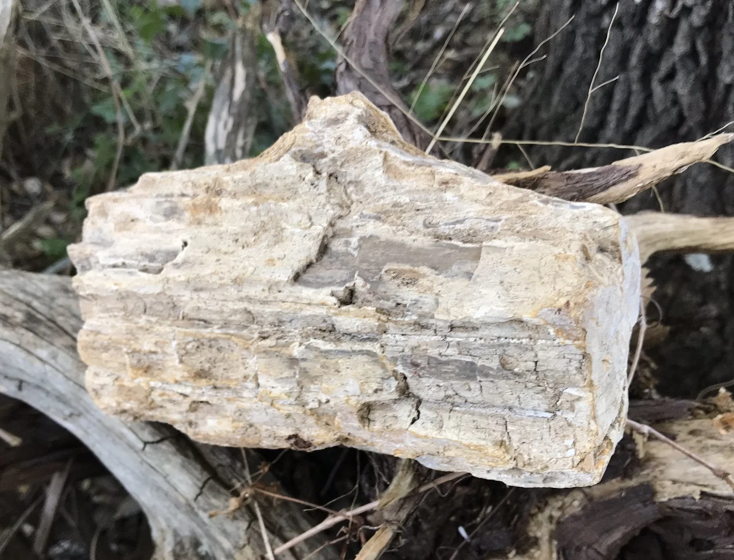 Petrified Wood
