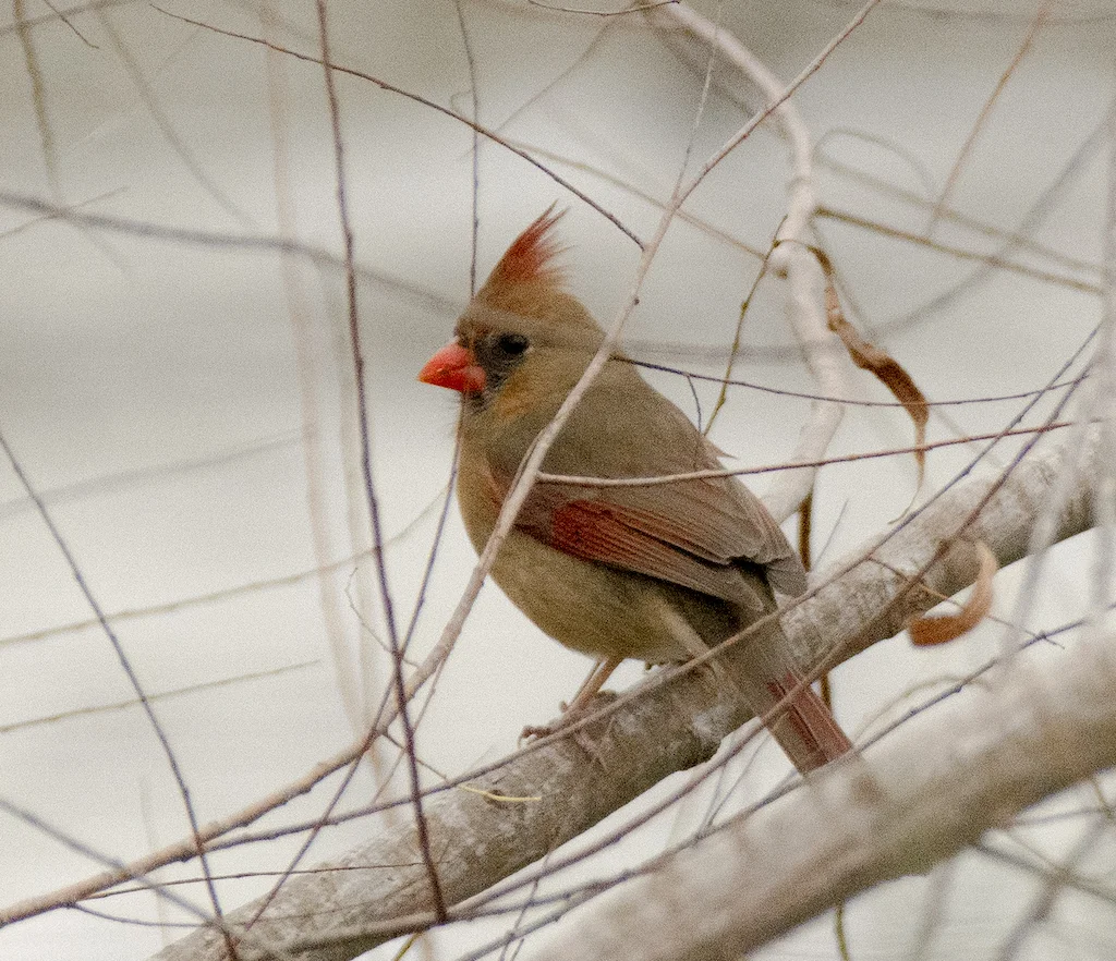 Northern Cardinal