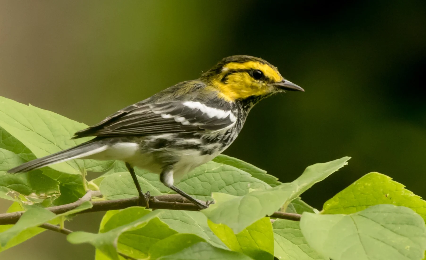 Golden-cheeked Warbler
