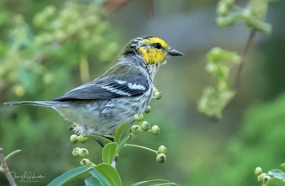Golden-cheeked Warbler