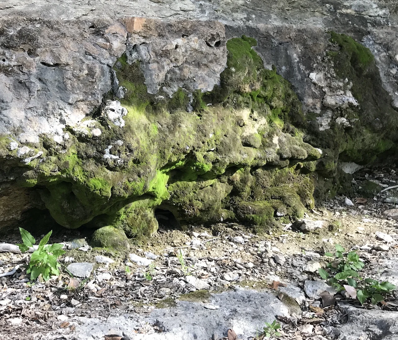 Evidence of active spring in cliff face along Dry Cypress Creek
