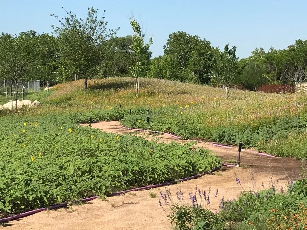 Beginning of the Walking Trail with Fields of Native Wildflowers