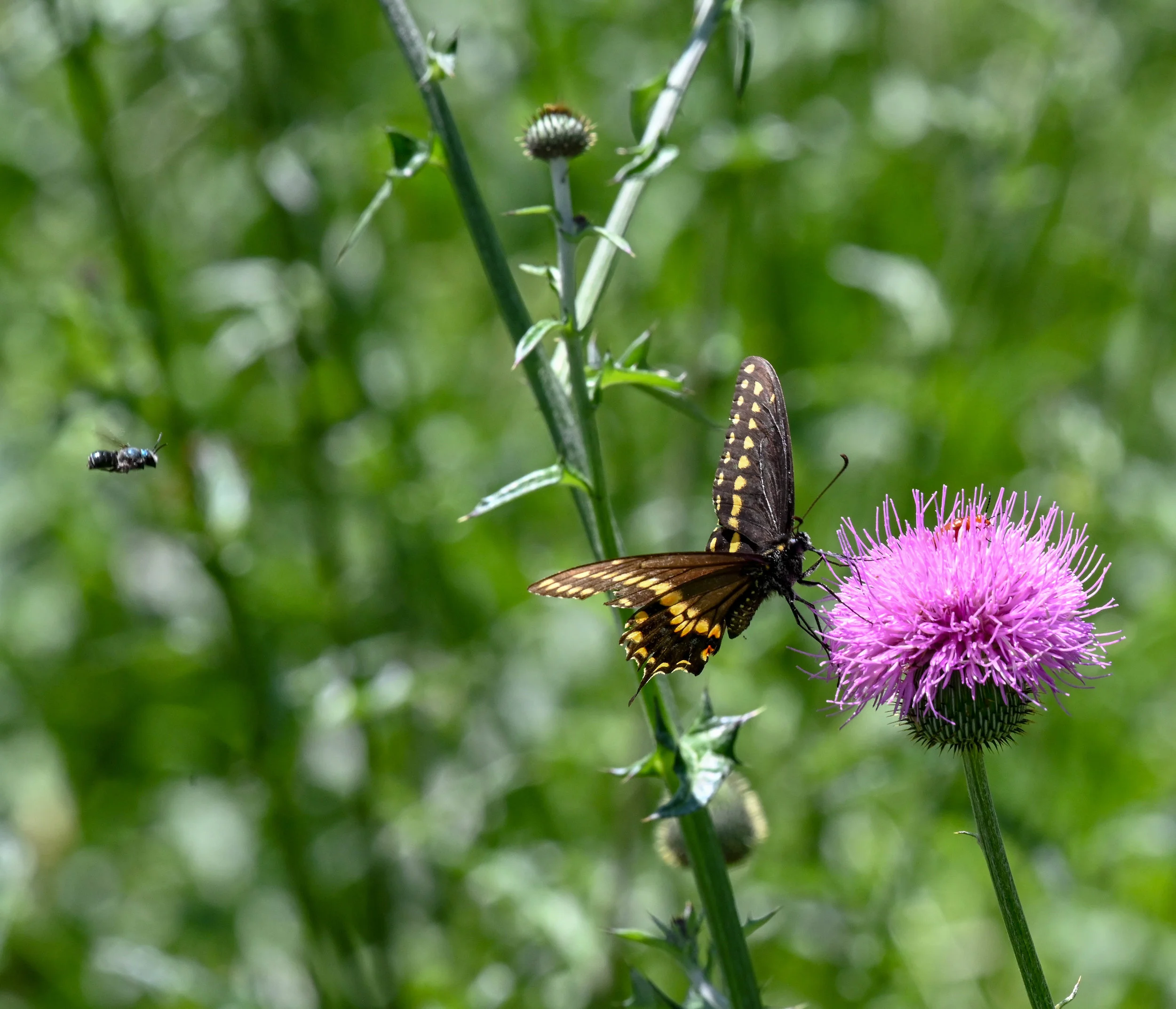 20190418-DSC_1353.jpg