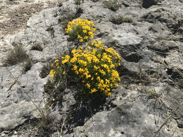 Damianita daisy - many colorful flowers grow from the crevices in the rocks - like glowing jewels.