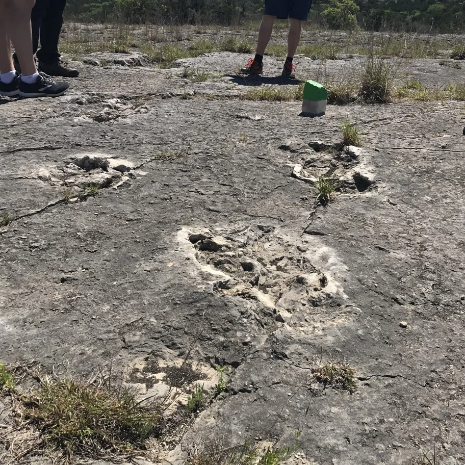 Sauroposeidon (4-legged herbivore) footprints.