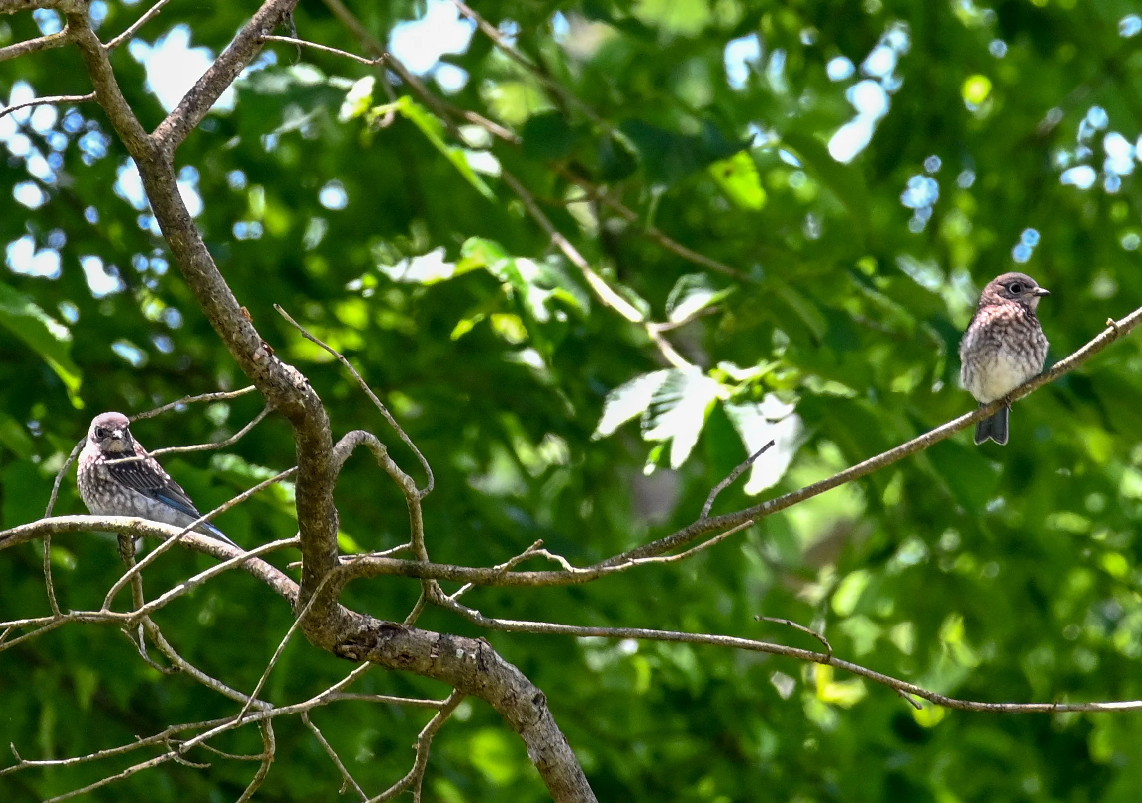 May 4 - Juvenile Bluebirds Vicinity of Box 2