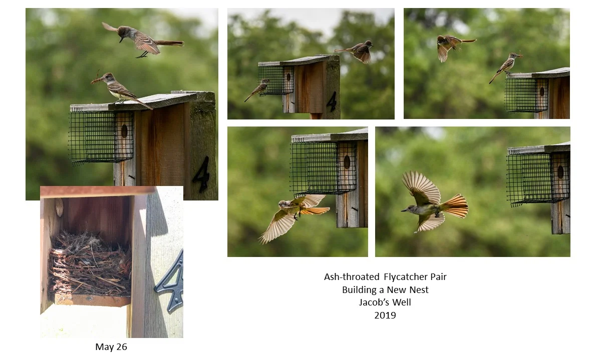 Bird boxes v2 Flycatcher Box 4.jpg