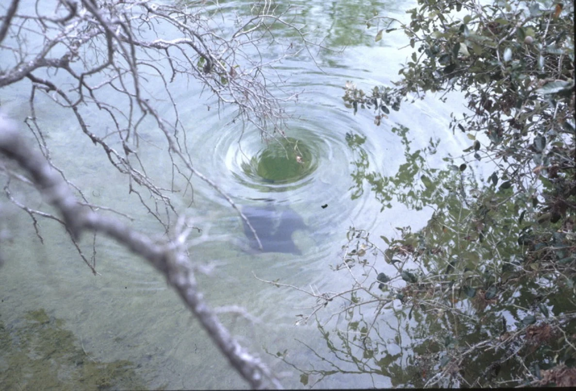 Cripple Crawfish Cave in Onion Creek