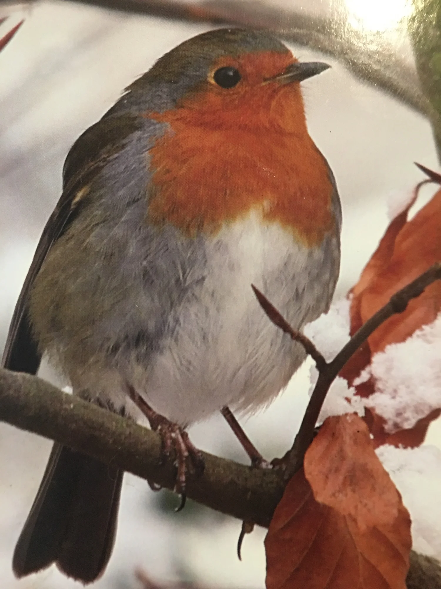 (English) Robin