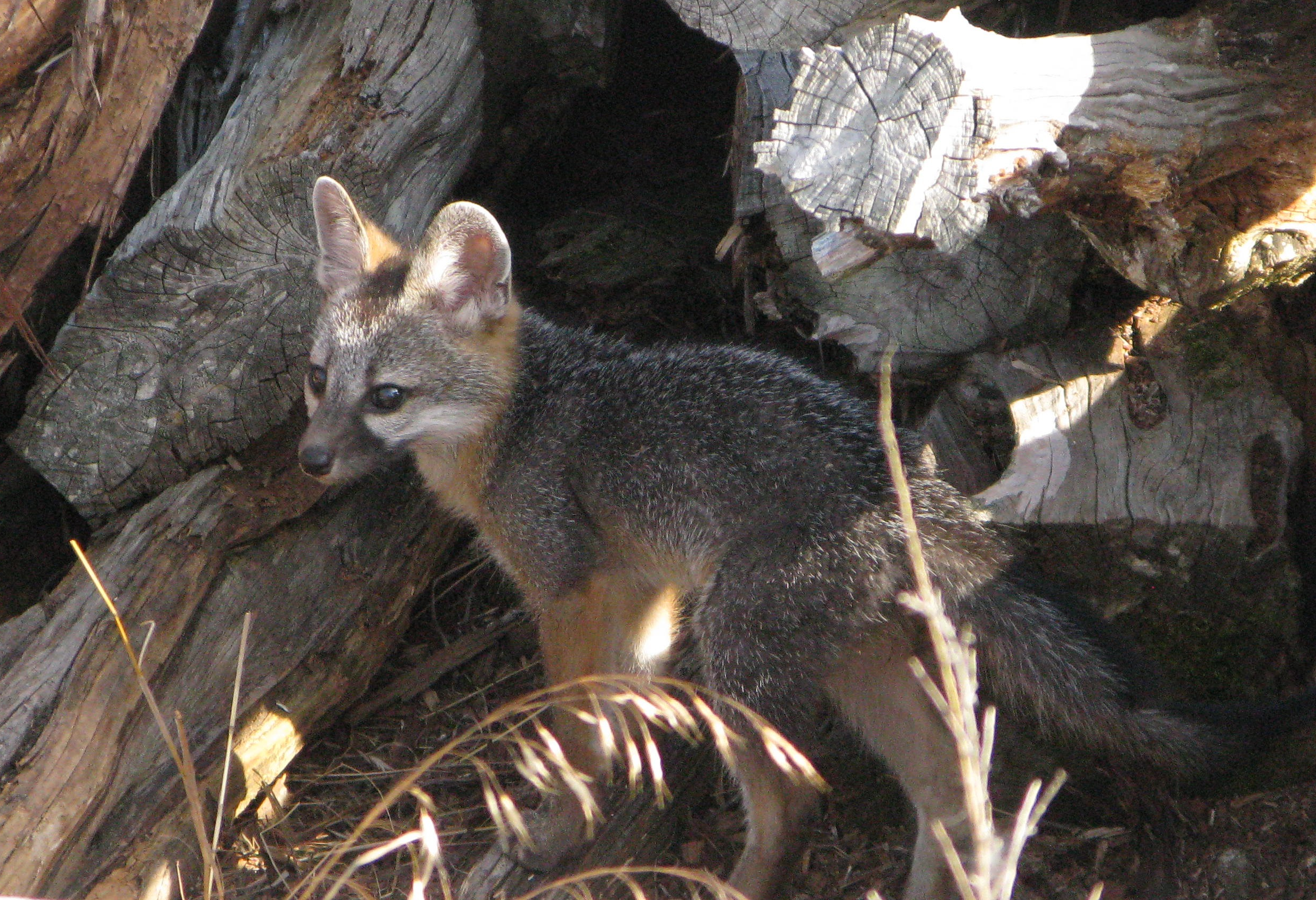 Living in a woodpile near my house...