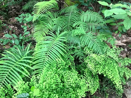 Ferns in the canyon
