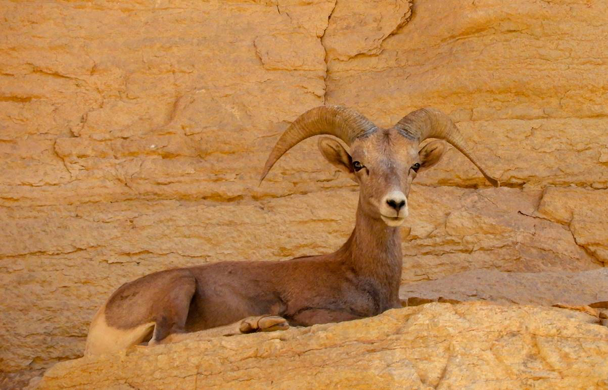 Bighorn on a high ledge-Grand Canyon