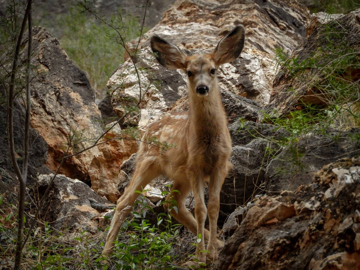 Fuzzy Mule Deer Fawn-Grand Canyon