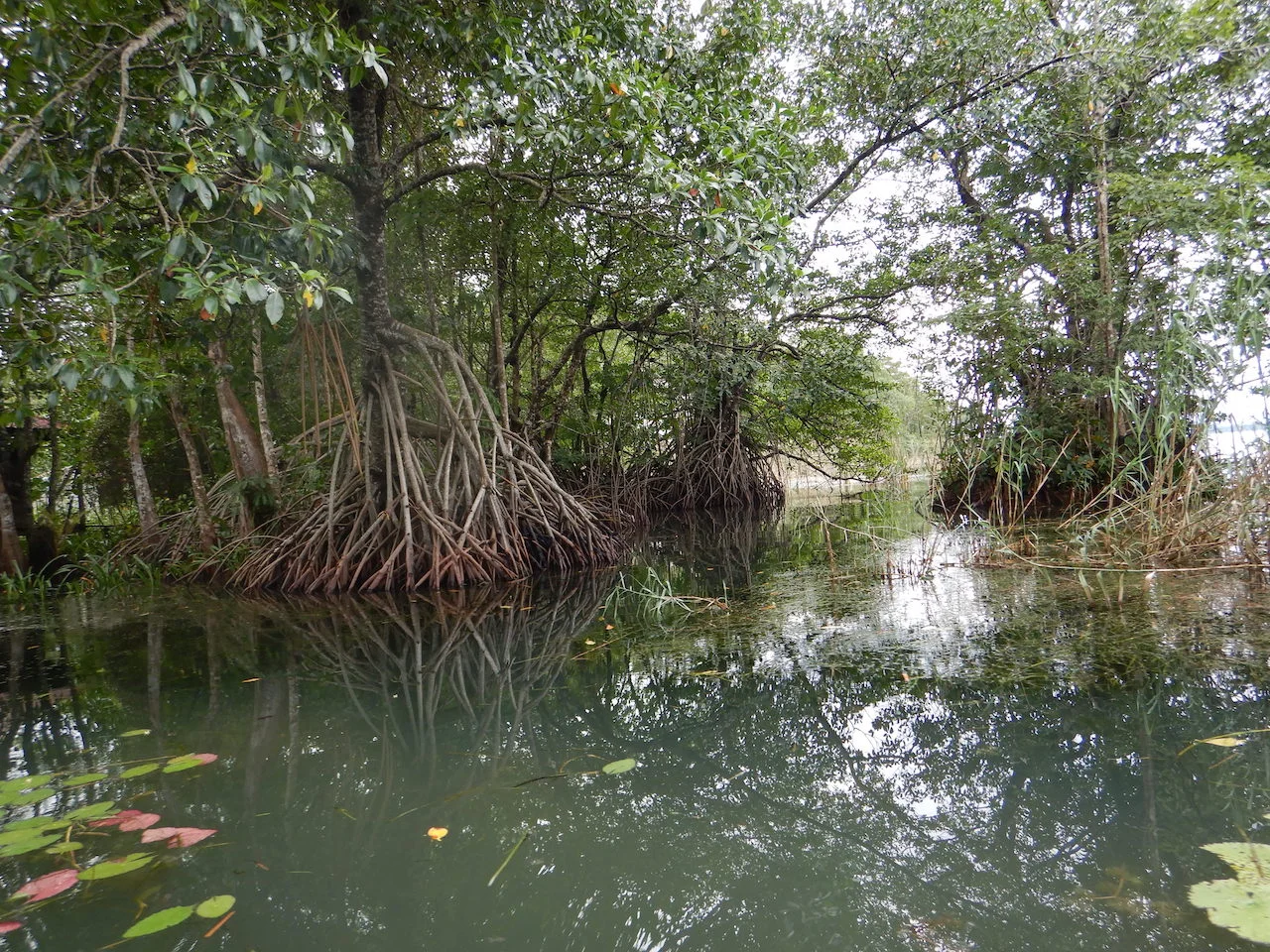 Mangrove tree on the Rio Dulce in Livingston, Guatemala