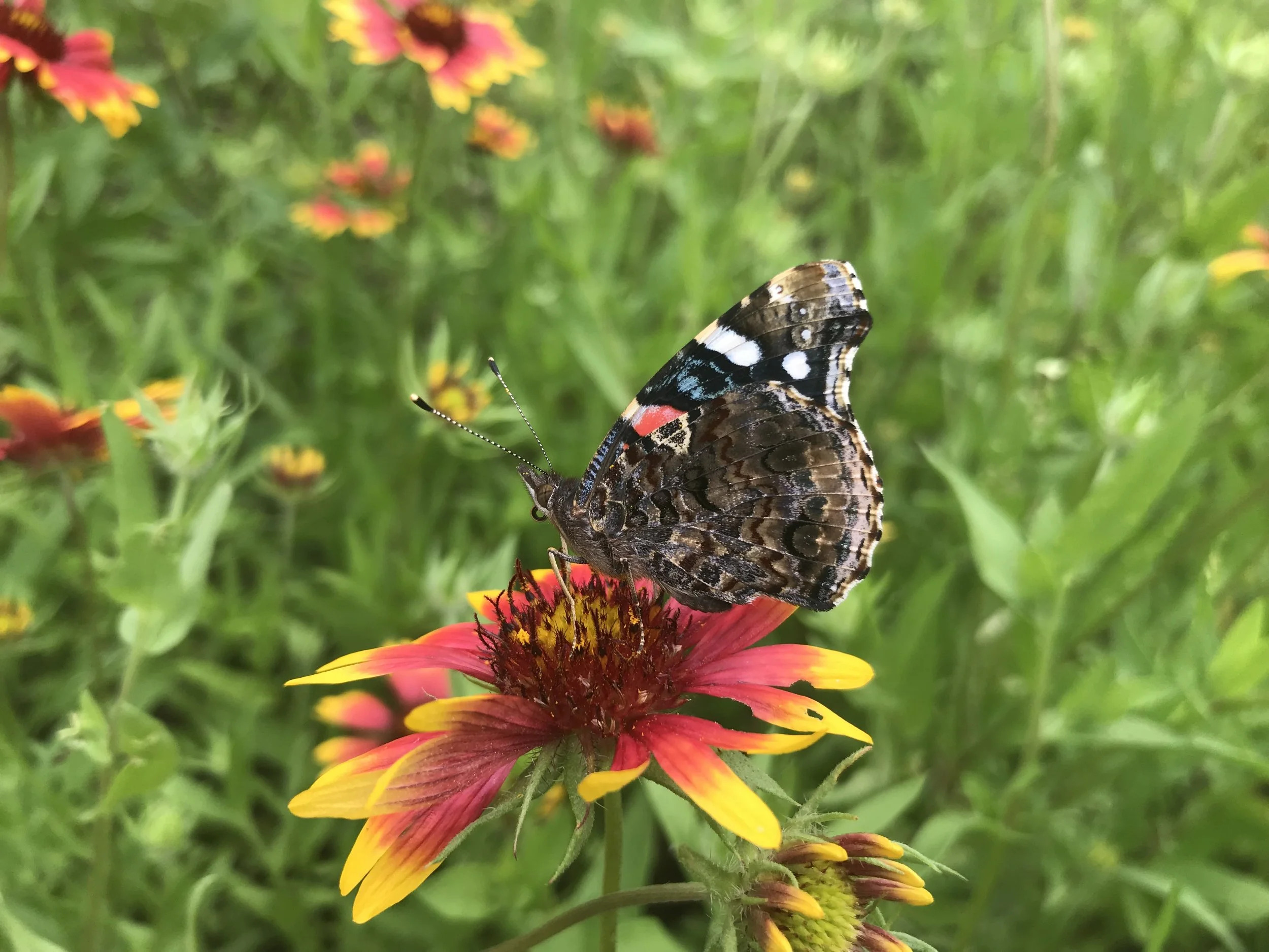 Red Admiral