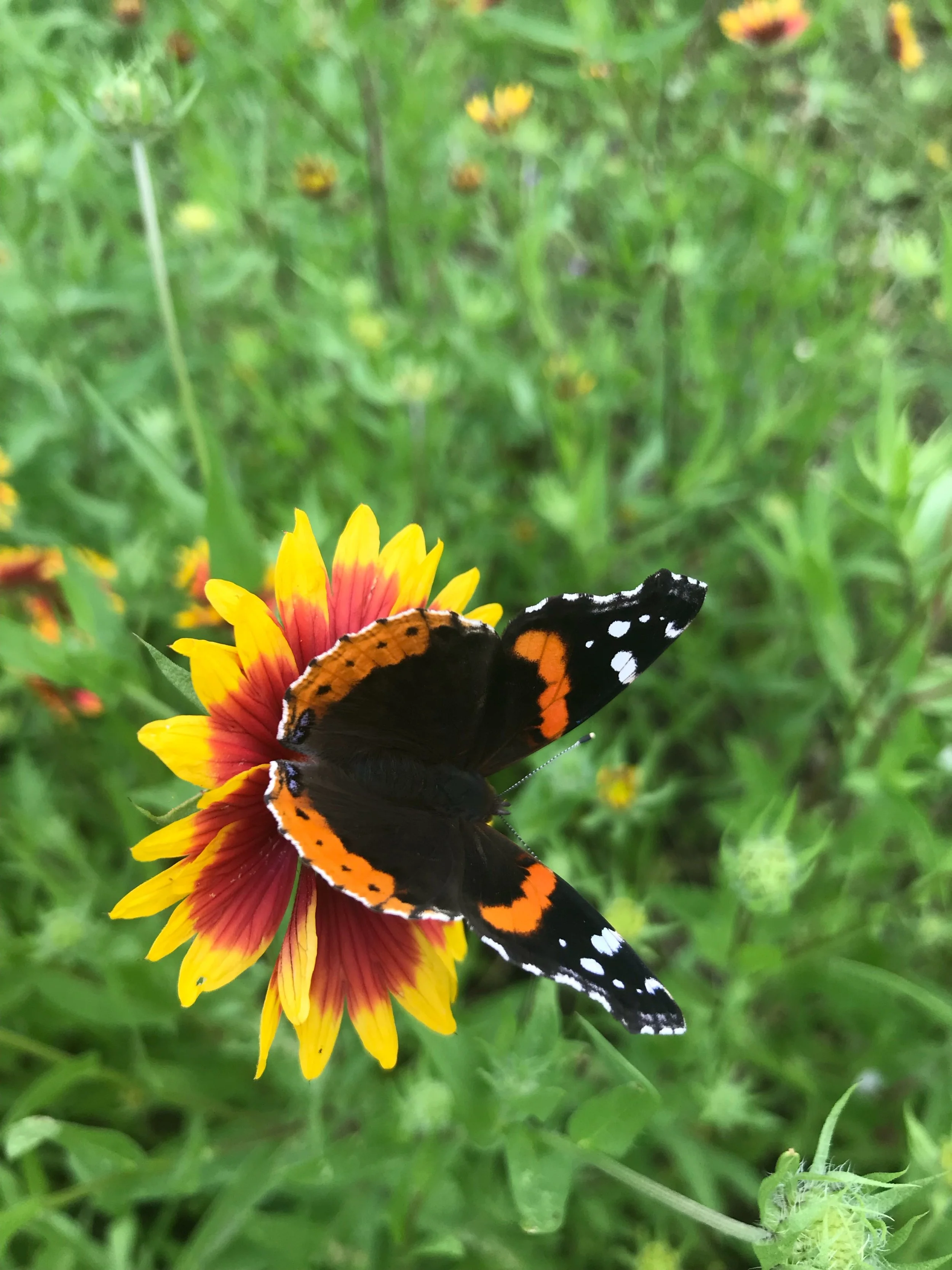 Red Admiral