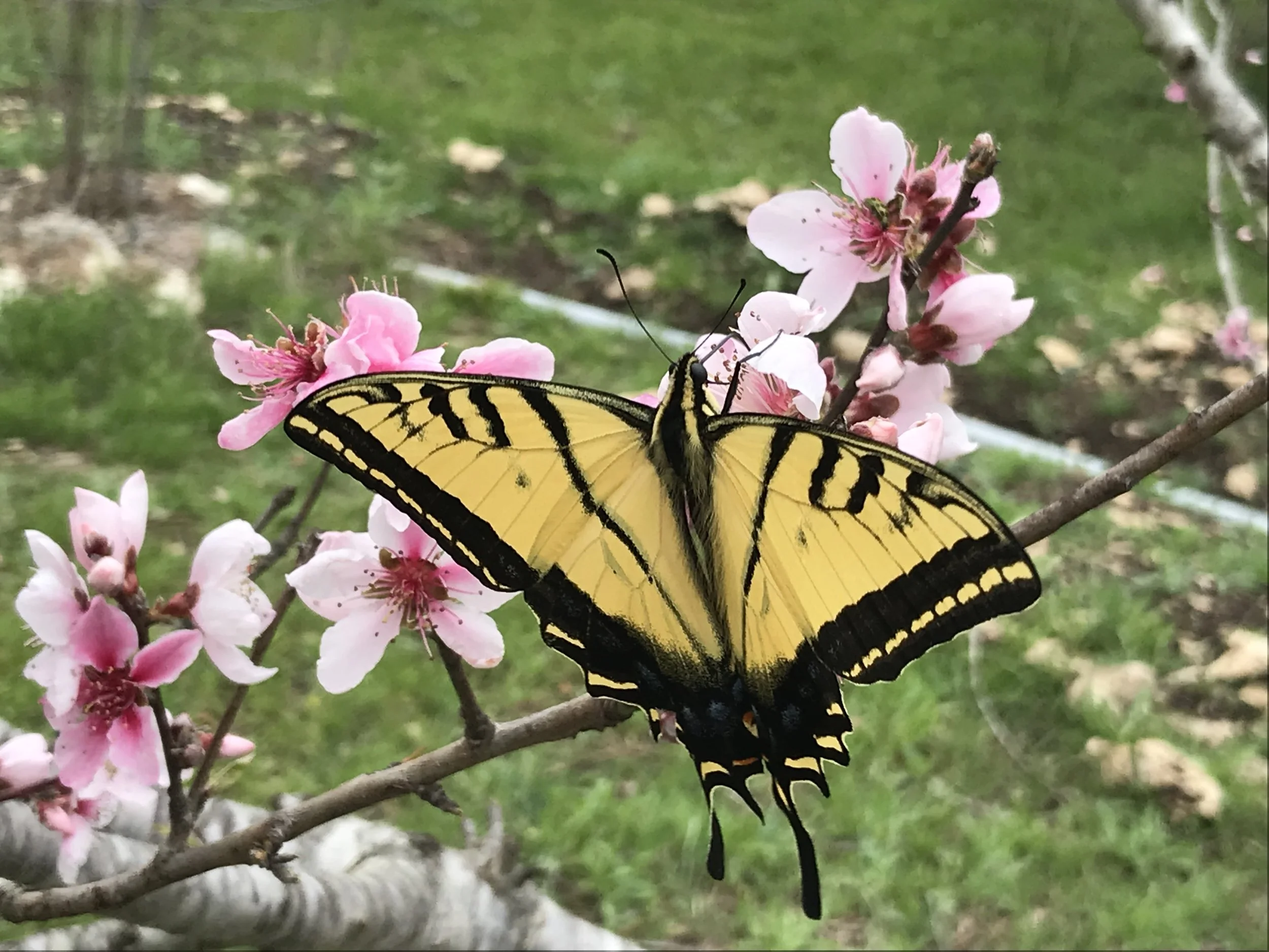 Two-tailed swallowtail
