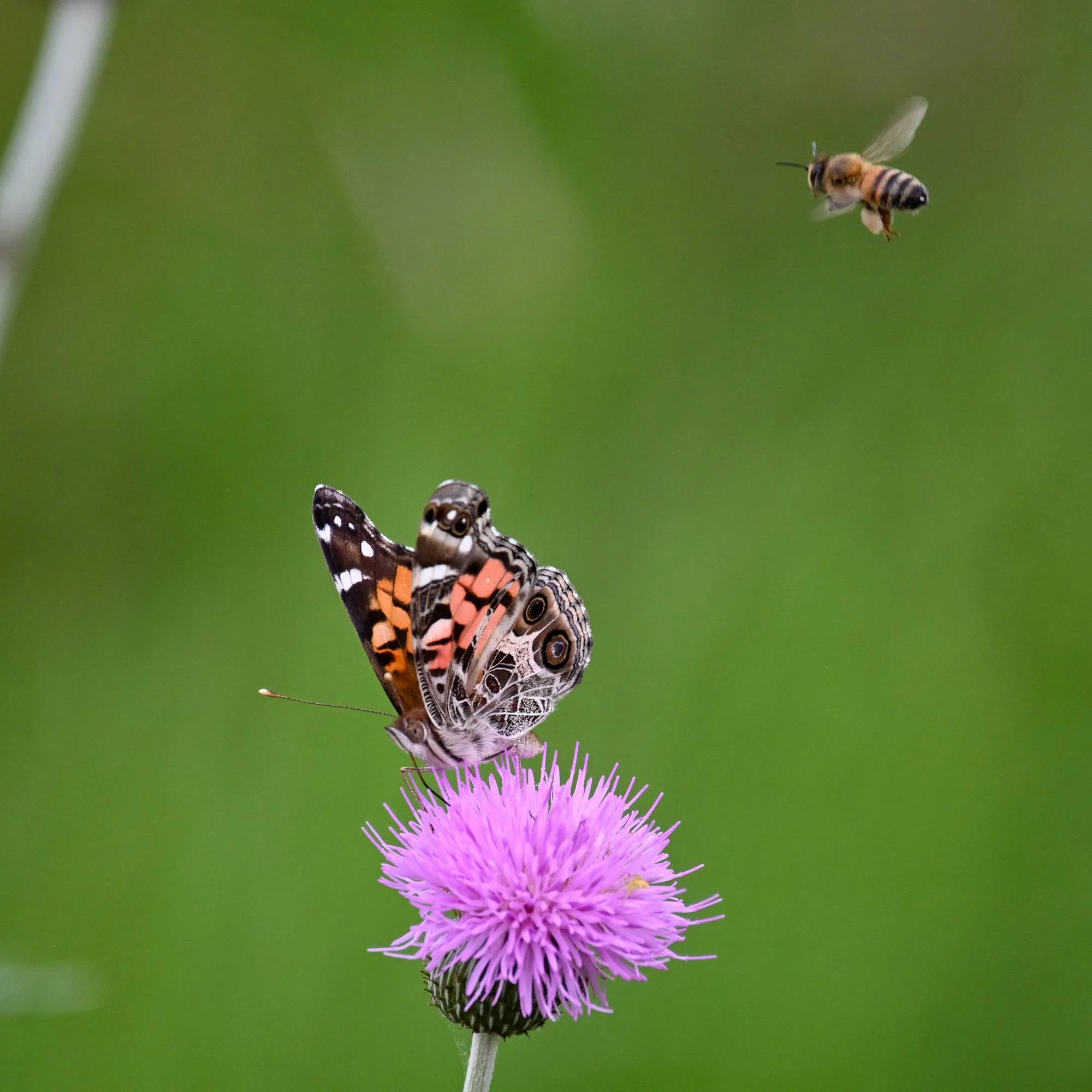 American Lady and Bee