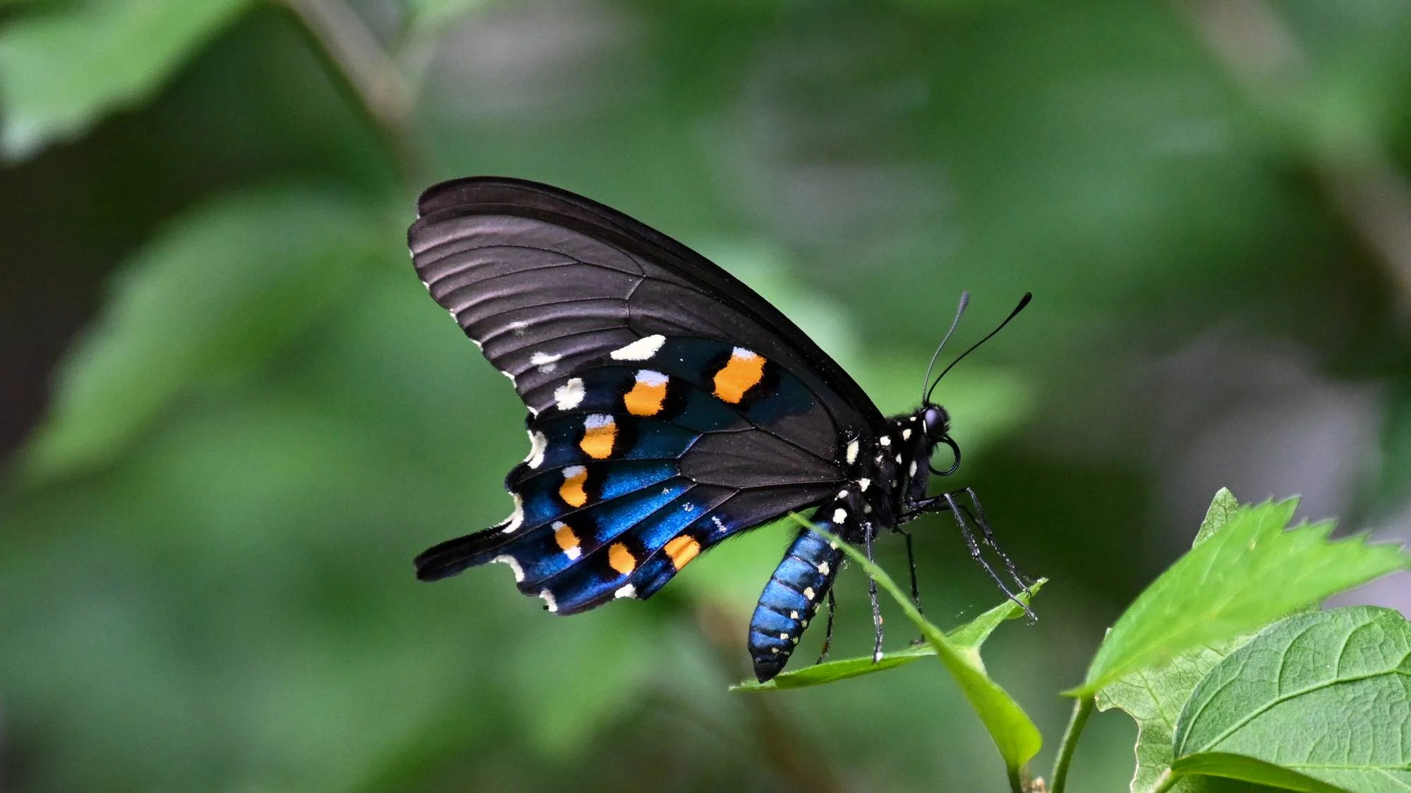 Pipevine Swallowtail
