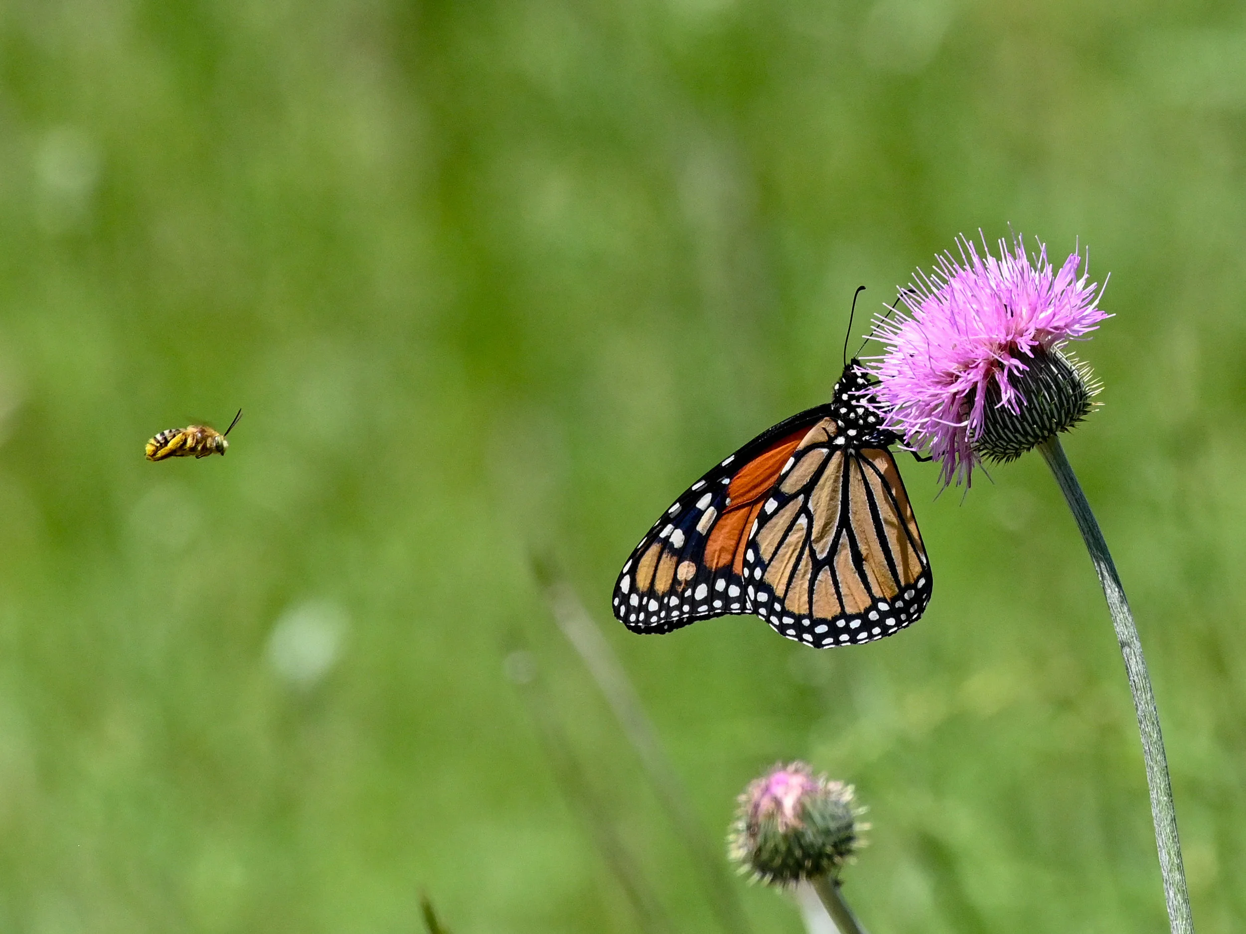 Monarch and Bee
