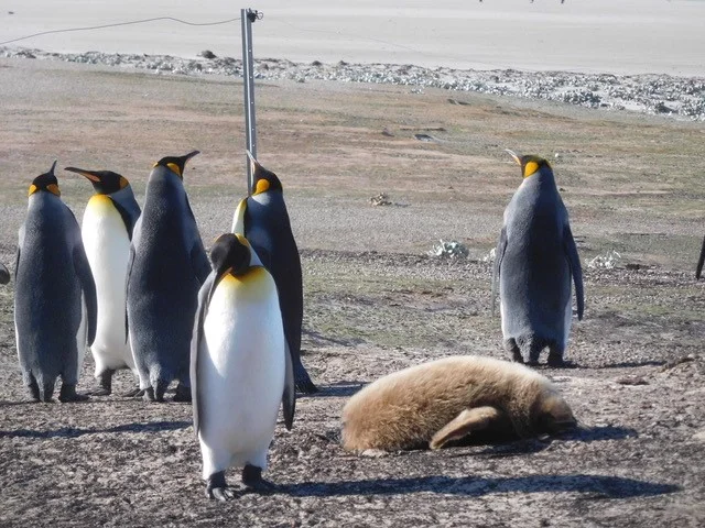 Penguins.jpg
