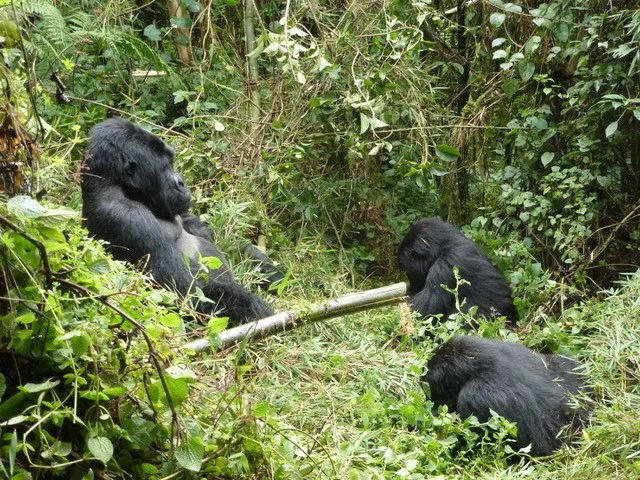 gorillas.jpg