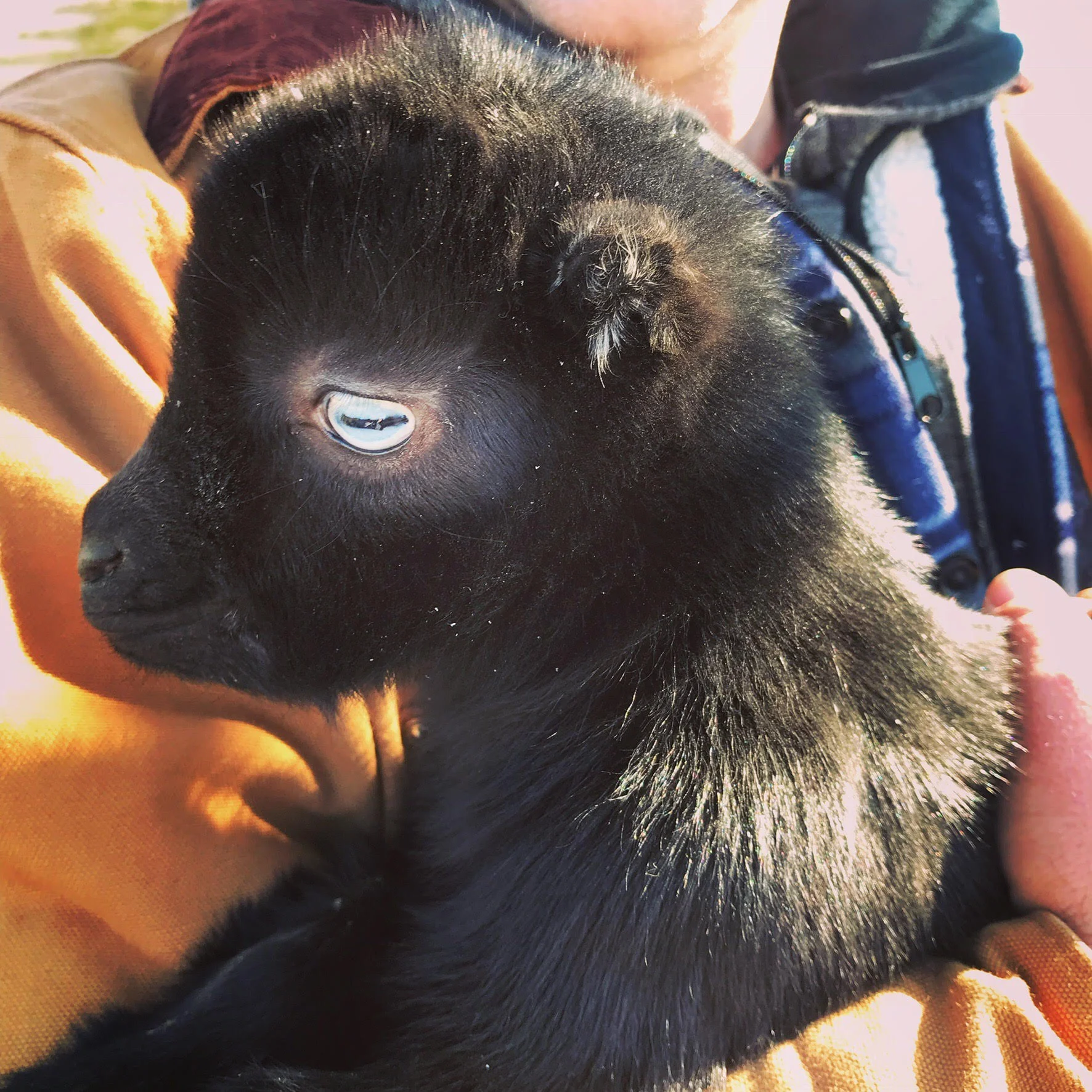 We have a nice size heard of goats and are lucky enough to witness several births a year. This male kidd was especially beautiful with his blue eyes!