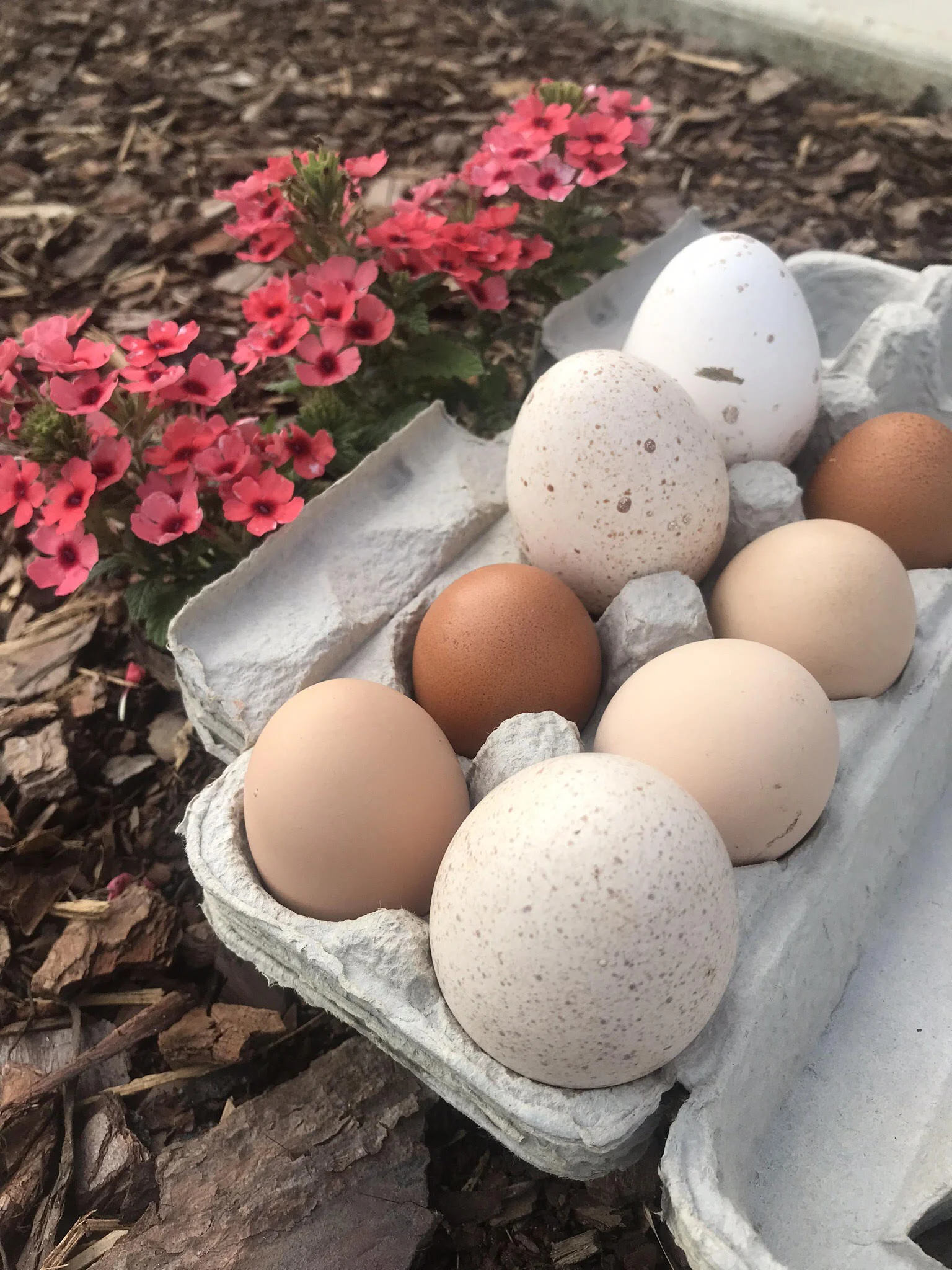 Our farm fresh chicken and turkey eggs are always in high demand!