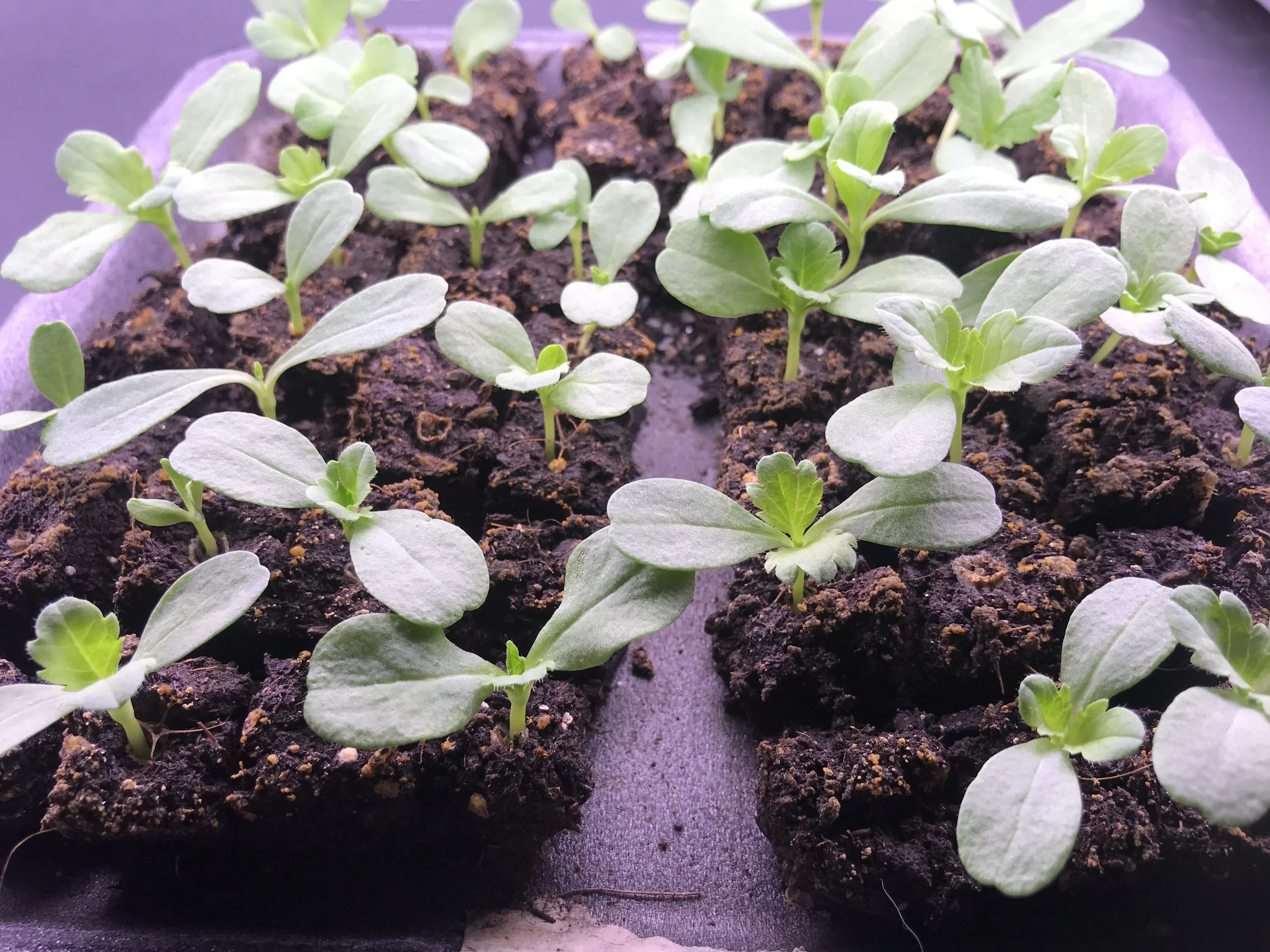 Scabiosa under grow lights that are about 2 weeks old.