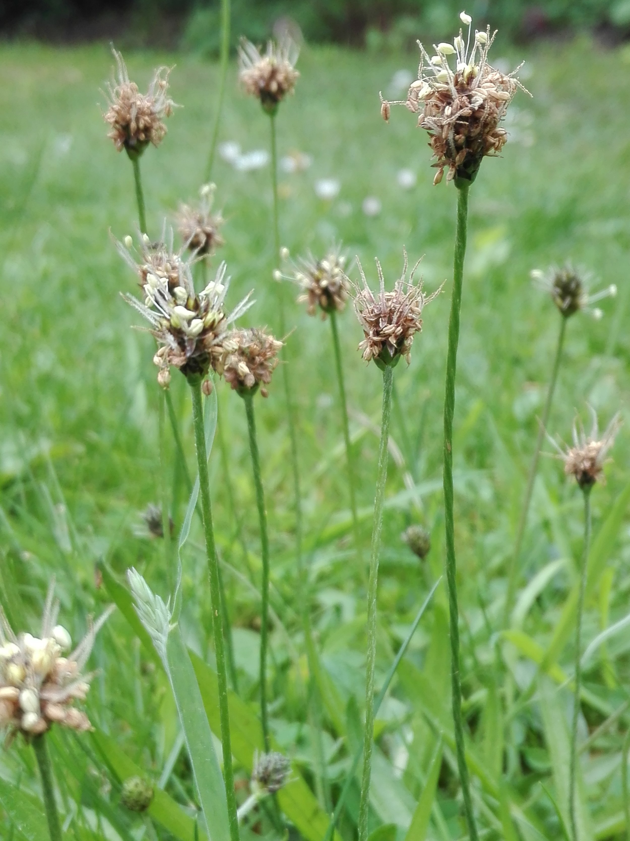 #88 Ribwort Plantain