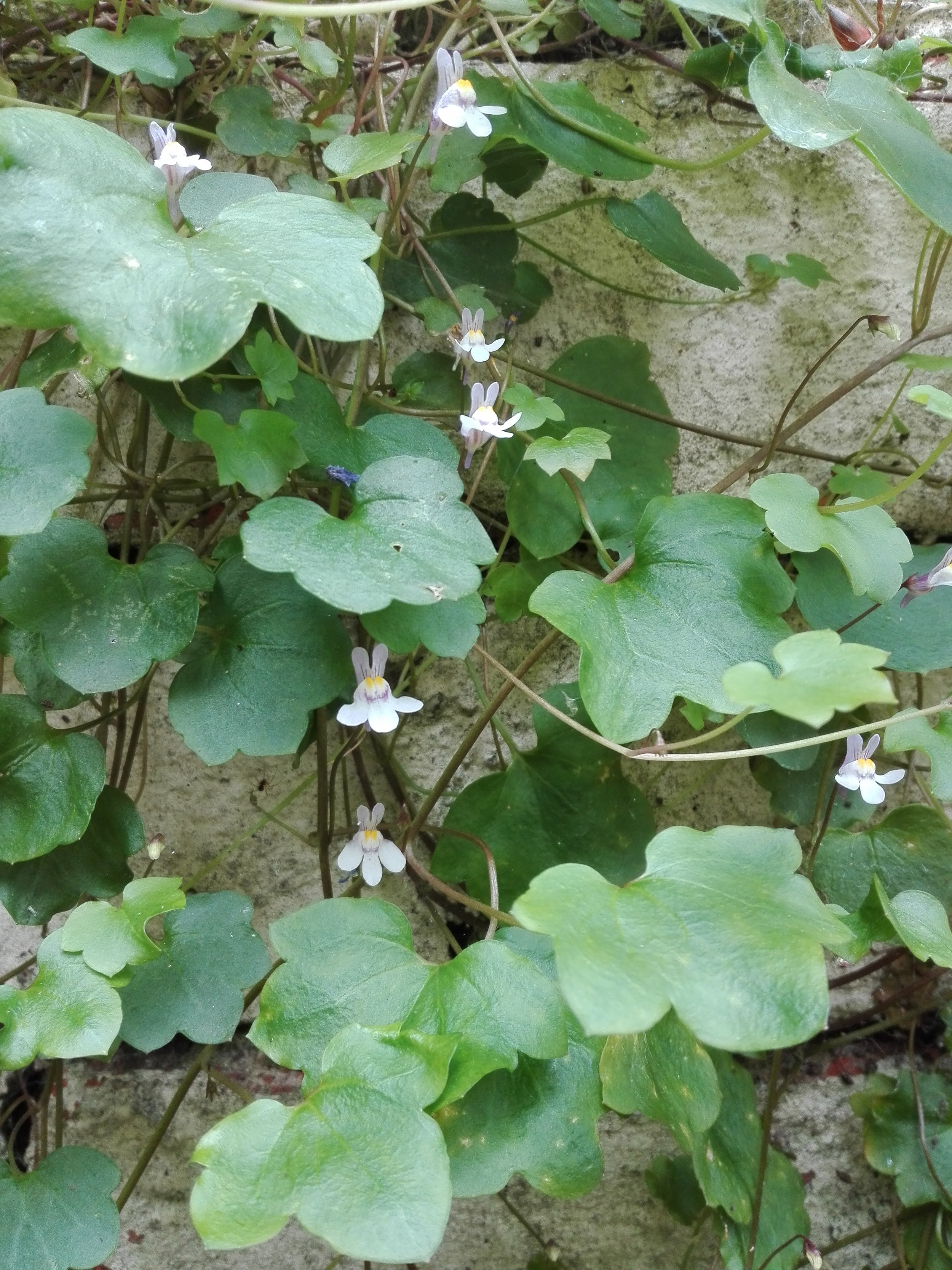 #36 Ivy-leaved Toadflax