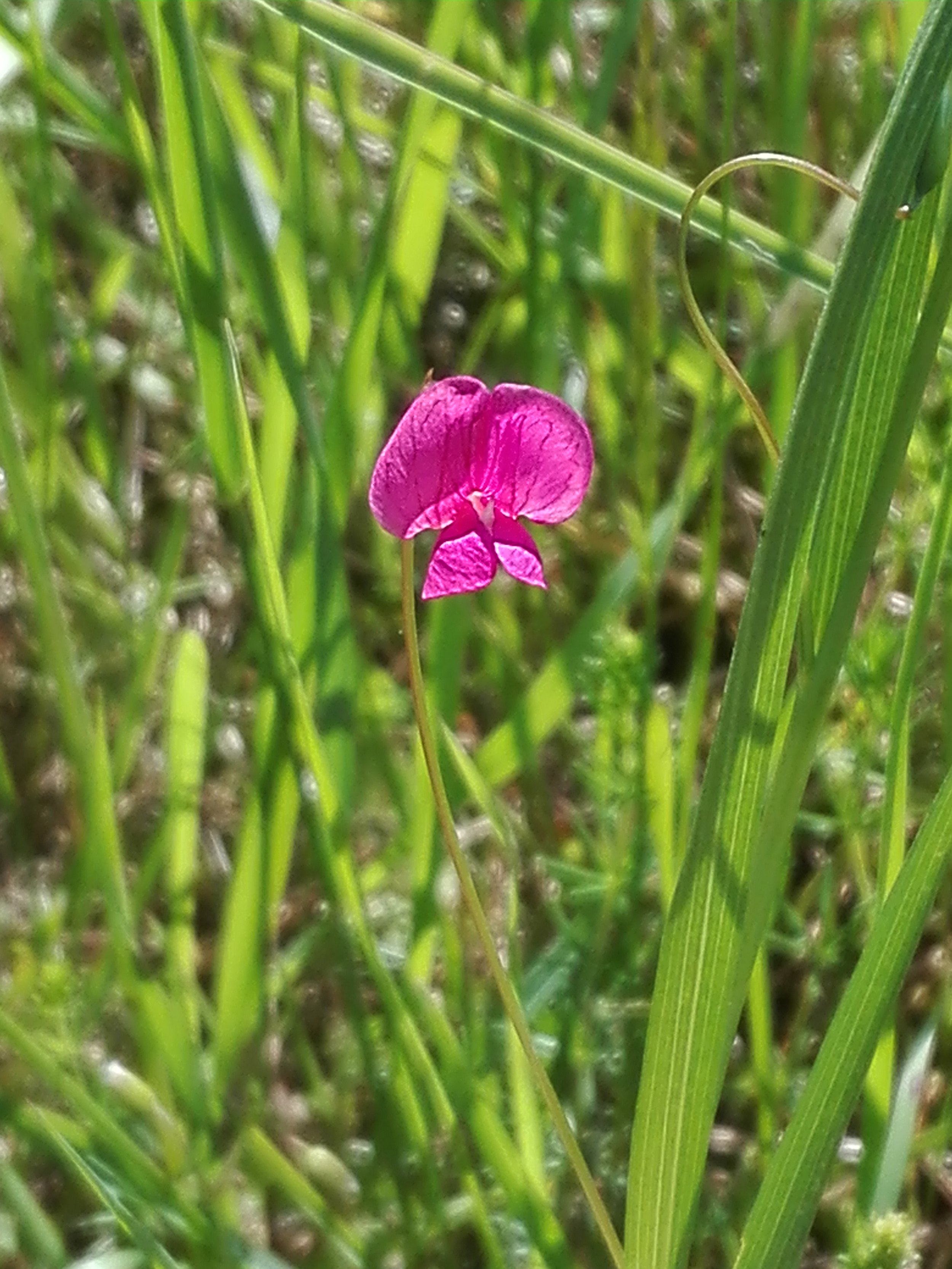 Grass Vetchling