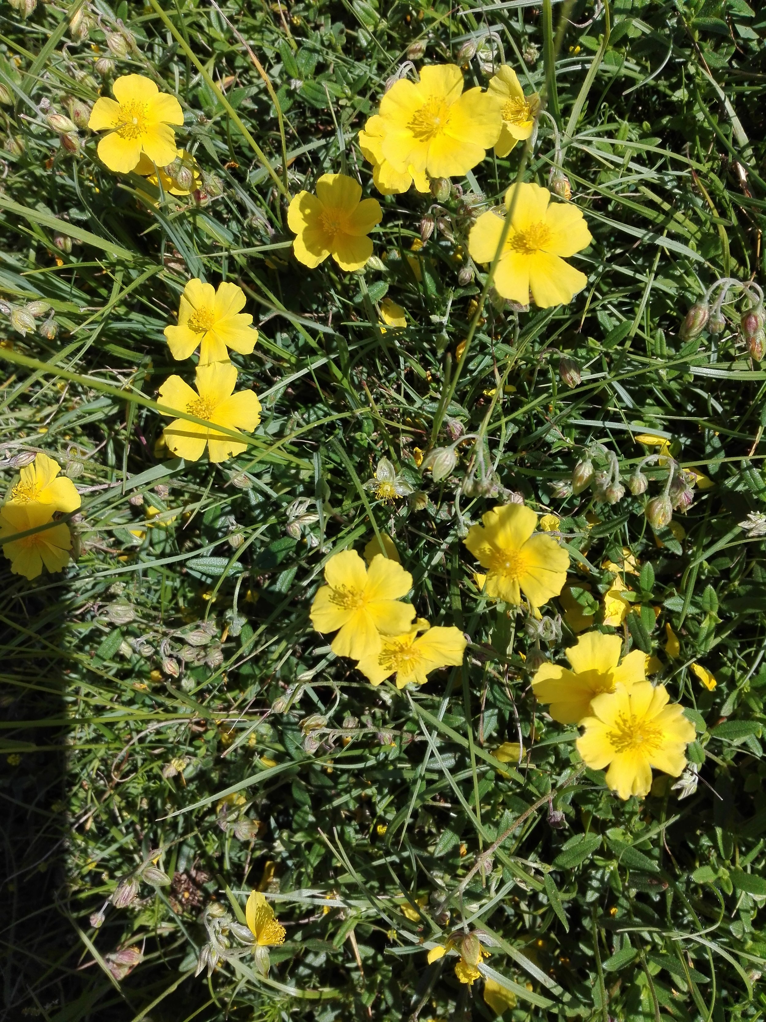 Common Rockrose