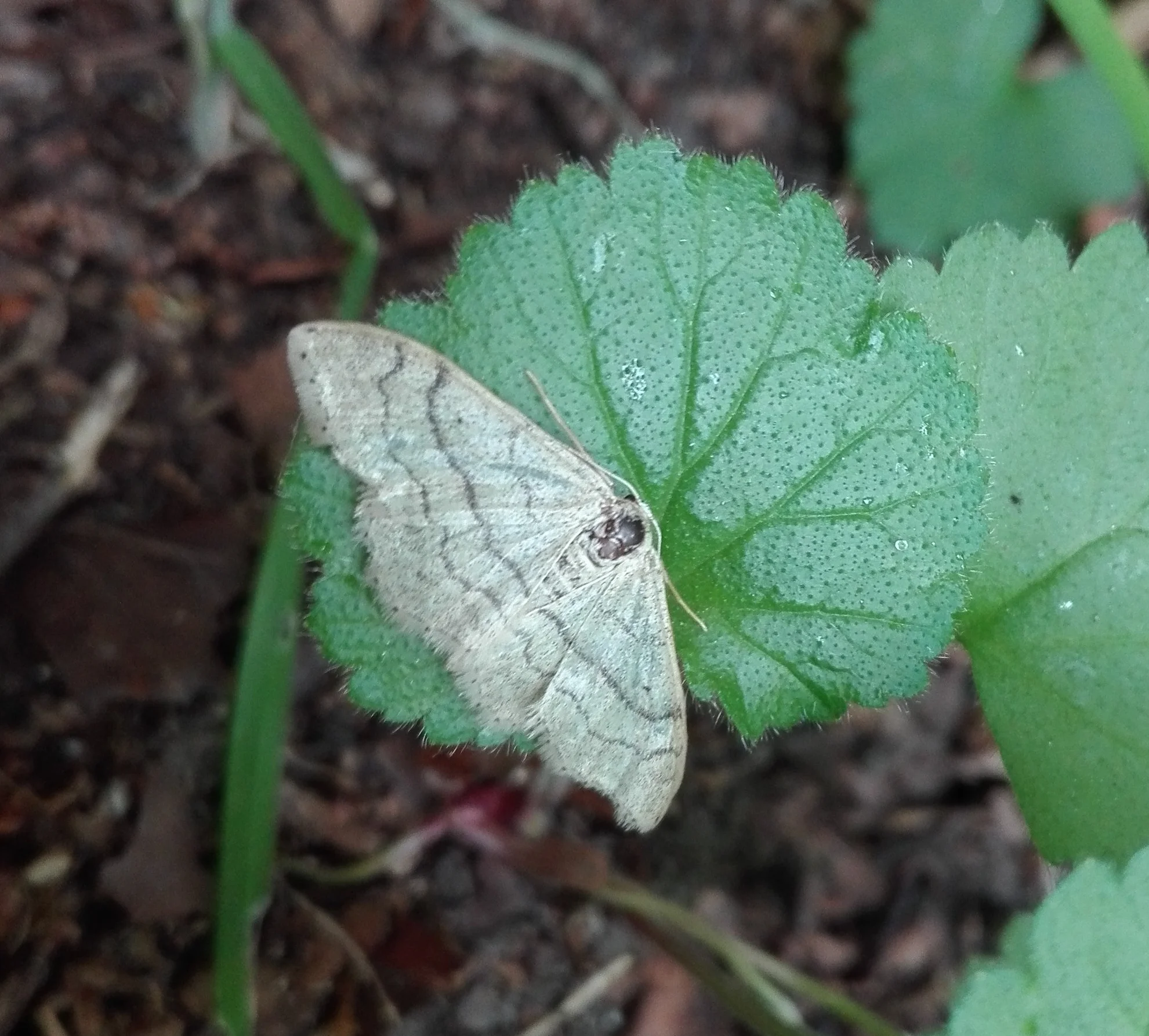 #132 Common White Wave (Cabera pusaria)