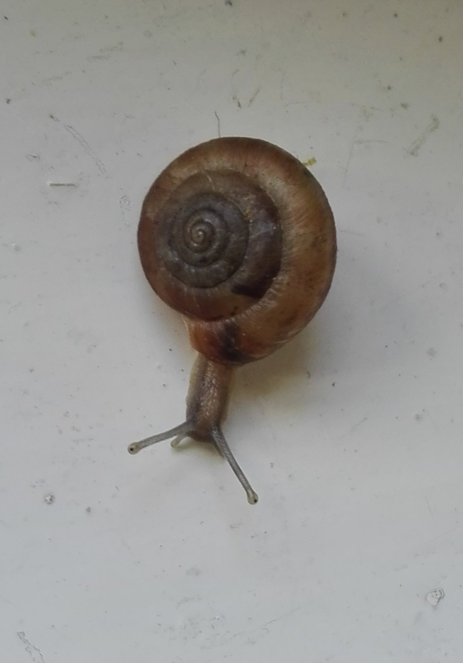 #150 Smooth Glass Snail