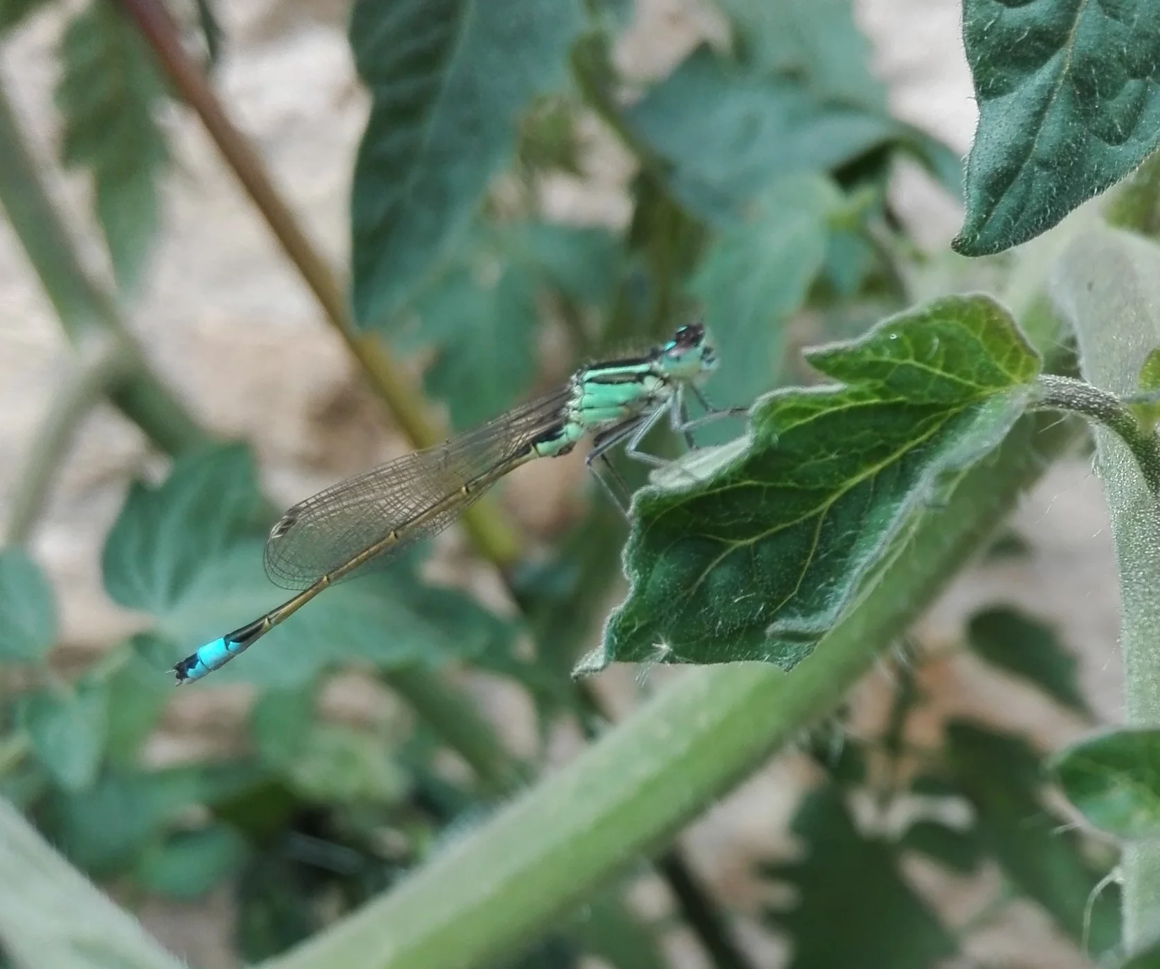 #158 Blue-tailed Damselfly